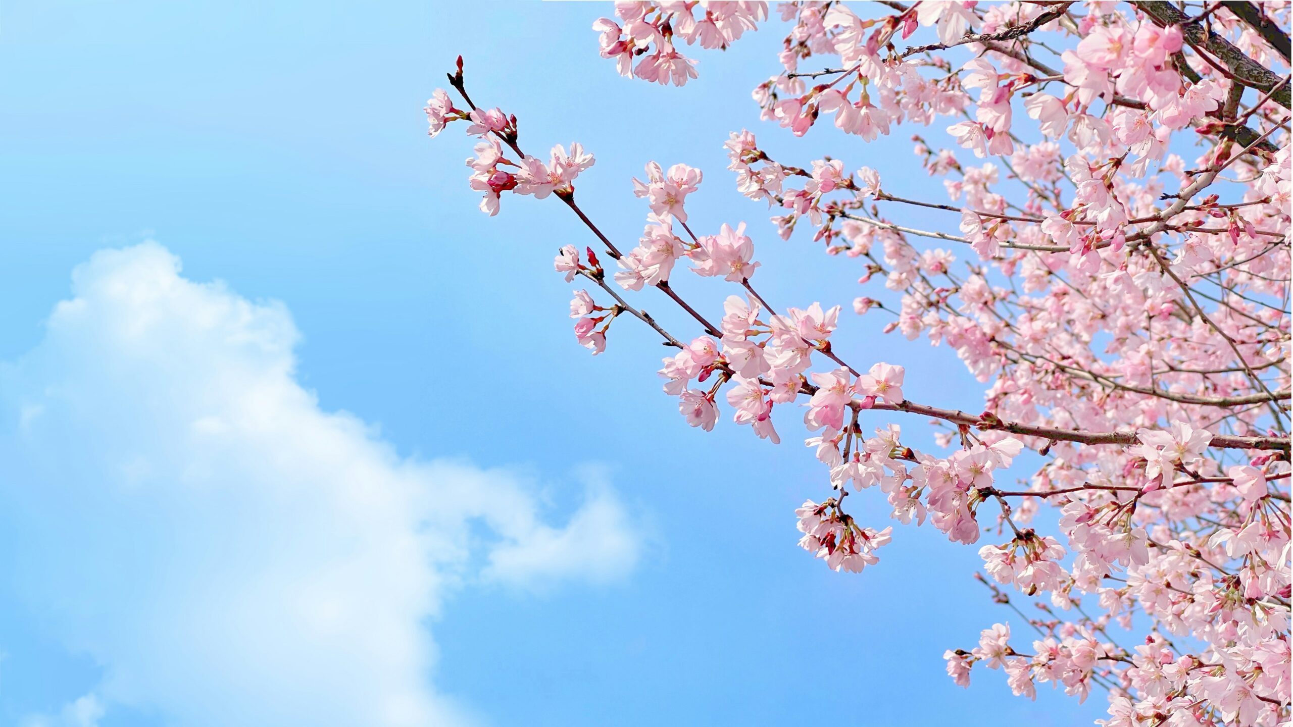 Cherry blossoms photo by Iewek Gnos on Unsplash